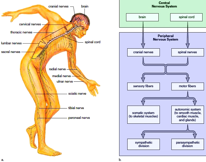 the somatic nervous system includes the